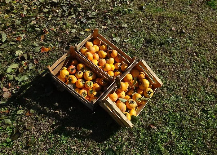 Corte Isolo Gospodarstwo agroturystyczne Goito (Lombardy)